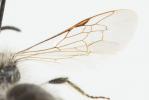  Andrena cinerea Brullé, 1832
