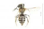  Andrena decipiens Schenck, 1861