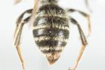  Andrena decipiens Schenck, 1861
