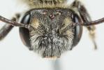  Andrena farinosa Pérez, 1895