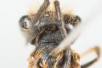  Andrena ferox Smith, 1847