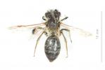  Andrena gravida Imhoff, 1832