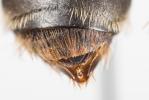  Andrena nigropilosa Warcke, 1967