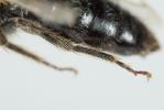  Andrena nitida (Müller, 1776)