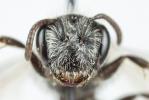 Andrena niveata Friese, 1887