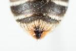 Andrena ovatula (Kirby, 1802)