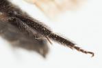  Andrena pilipes Fabricius, 1781