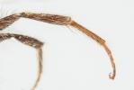  Andrena praecox (Scopoli, 1763)
