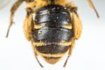  Andrena russula Lepeletier de Saint-Fargeau, 1841
