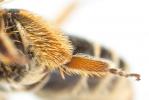  Andrena russula Lepeletier de Saint-Fargeau, 1841