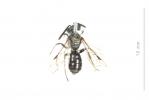  Andrena subopaca Nylander, 1848