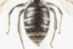  Andrena ventricosa Dours, 1873