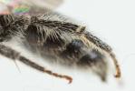  Andrena ventricosa Dours, 1873