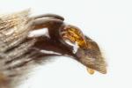  Andrena wilkella (Kirby, 1802)