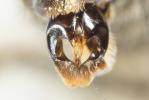  Andrena ferrugineicrus Dours, 1872