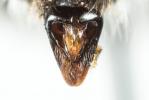  Andrena bicolorata (Rossi, 1790)