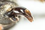  Andrena colletiformis Morawitz, 1874