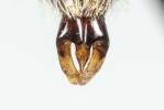  Andrena minutula (Kirby, 1802)