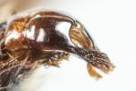  Andrena nigroaenea (Kirby, 1802)