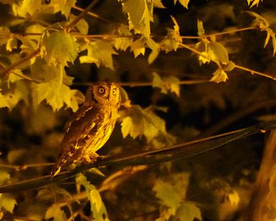 Otus scops