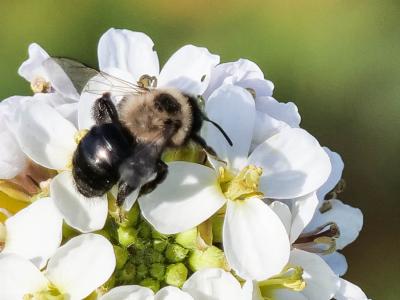 Andrena bicolorata