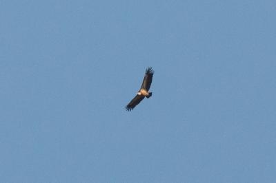 Gyps fulvus