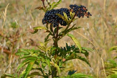 Sureau yèble, Herbe à l'aveugle Sambucus ebulus L., 1753