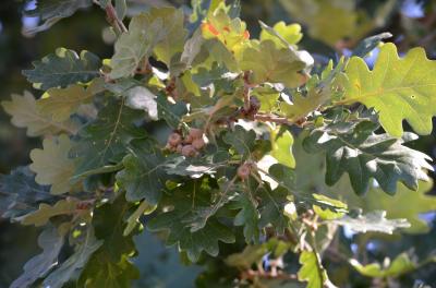 Chêne pubescent Quercus pubescens Willd., 1805