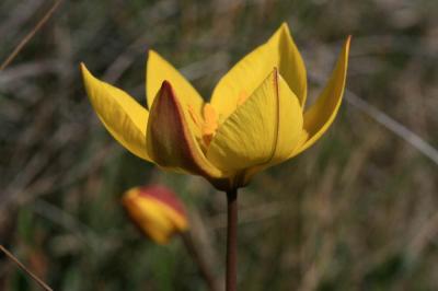 Tulipe des Alpes, Tulipe du Midi Tulipa sylvestris subsp. australis (Link) Pamp., 1914