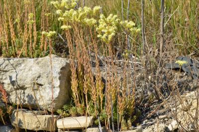 Orpin blanc jaunâtre, Orpin de Nice, Sédum de Nice Sedum sediforme (Jacq.) Pau, 1909