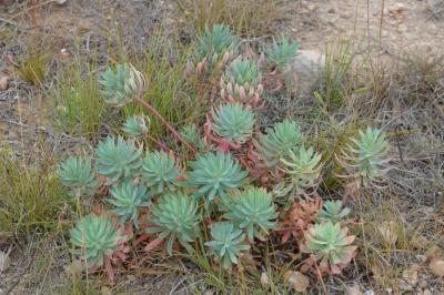 Euphorbe des vallons Euphorbia characias L., 1753