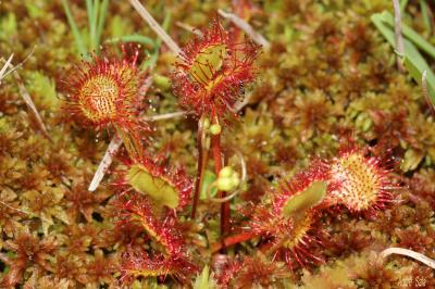 Rossolis à feuilles rondes Drosera rotundifolia L., 1753