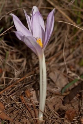  Colchicum multiflorum Brot., 1804