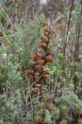  Orobanche L., 1753