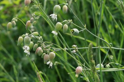 Silène enflé, Tapotte Silene vulgaris (Moench) Garcke, 1869