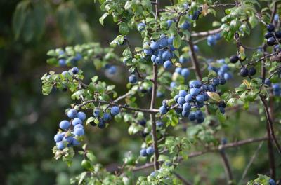 Épine noire, Prunellier, Pelossier Prunus spinosa L., 1753