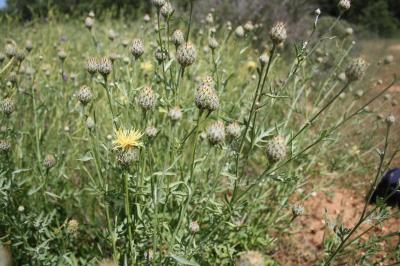 Centaurée des collines Centaurea collina L., 1753