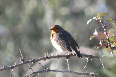 Rougegorge familier Erithacus rubecula (Linnaeus, 1758)