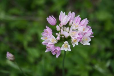 Ail rose Allium roseum L., 1753