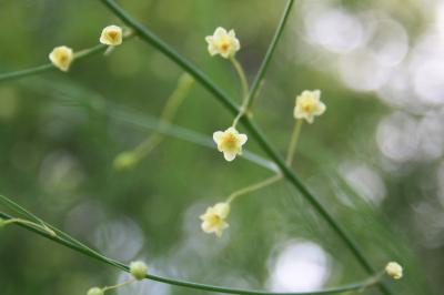 Asperge officinale Asparagus officinalis L., 1753