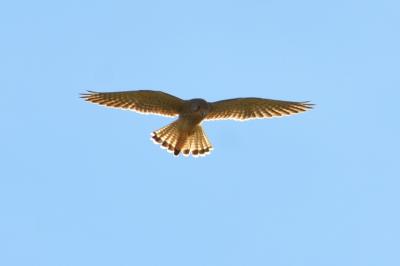 Faucon crécerelle Falco tinnunculus Linnaeus, 1758
