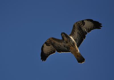 Buse variable Buteo buteo (Linnaeus, 1758)