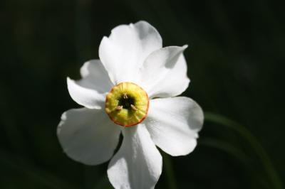 Narcisse des poètes Narcissus poeticus L., 1753