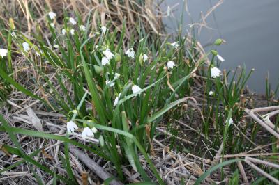 Nivéole d'été Leucojum aestivum L., 1759