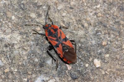  Spilostethus pandurus (Scopoli, 1763)