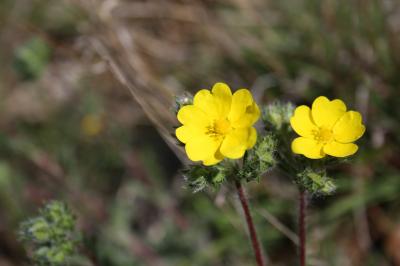 Potentille velue Potentilla hirta L., 1753