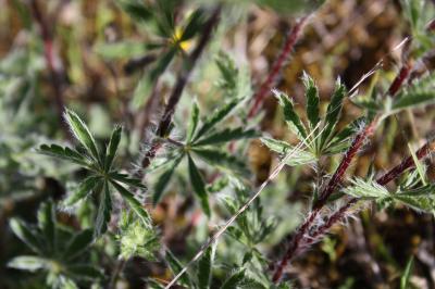 Potentille velue Potentilla hirta L., 1753