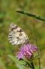 Echiquier ibérique (L'), Échiquier d'Ibérie (L') Melanargia lachesis (Hübner, 1790)