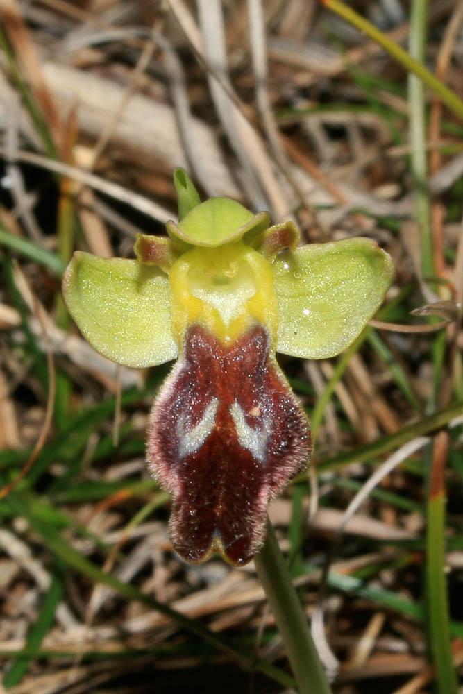 Le Ophrys brun Ophrys fusca Link, 1800