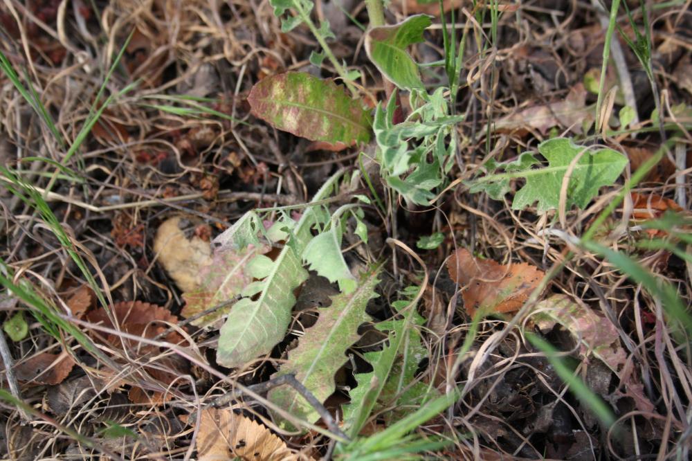Crépide à feuilles de pissenlit, Barkhausie à feui Crepis vesicaria subsp. taraxacifolia (Thuill.) Thell. ex Schinz & R.Keller, 1914
